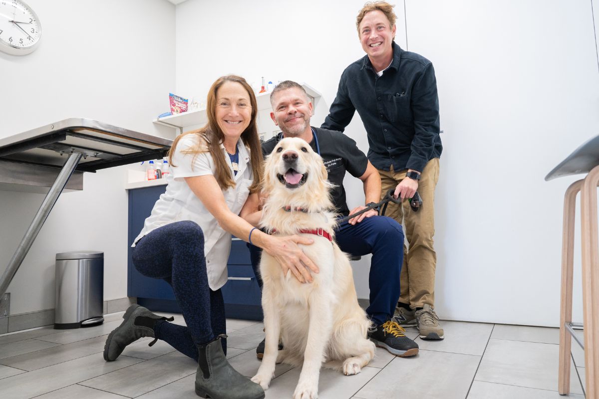 dog in a veterinary office with vets