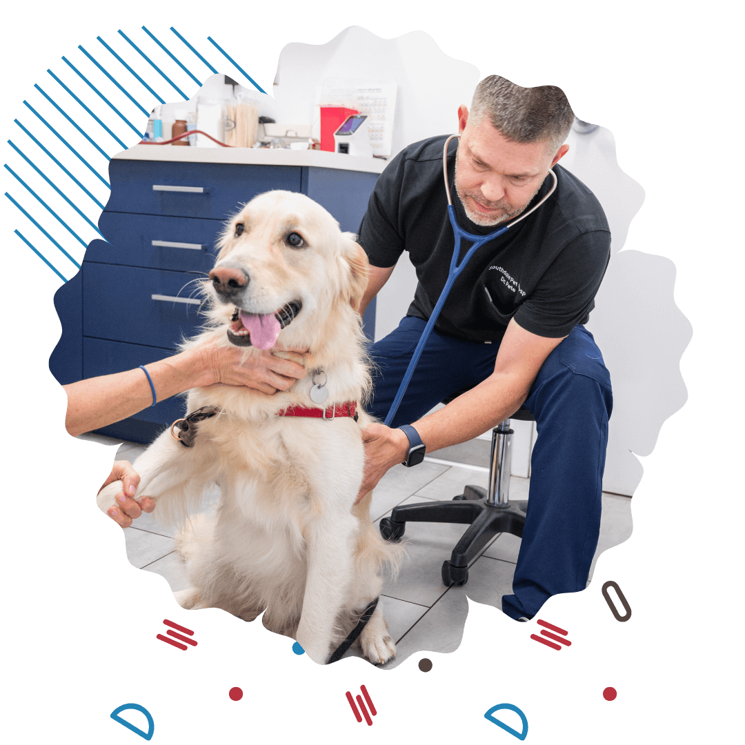 A veterinarian using a stethoscope to examine a dog