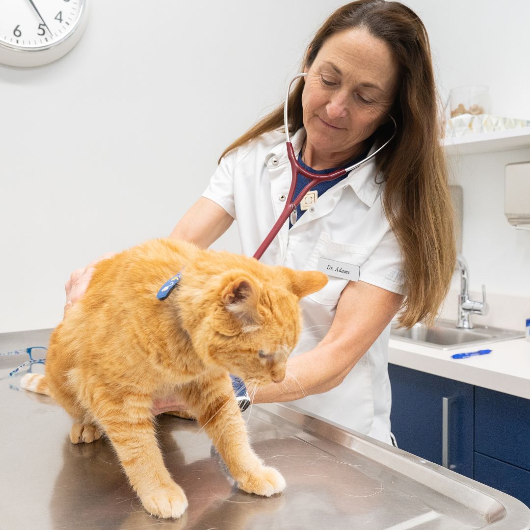 vet examines an orange cat