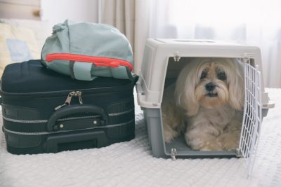 A small white dog sitting in a suitcase