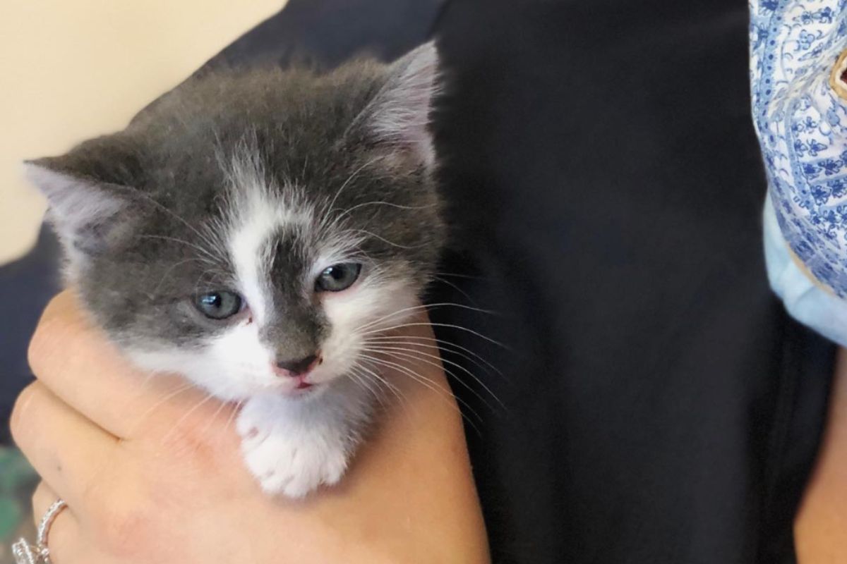 A woman gently holds a tiny kitten in her arms