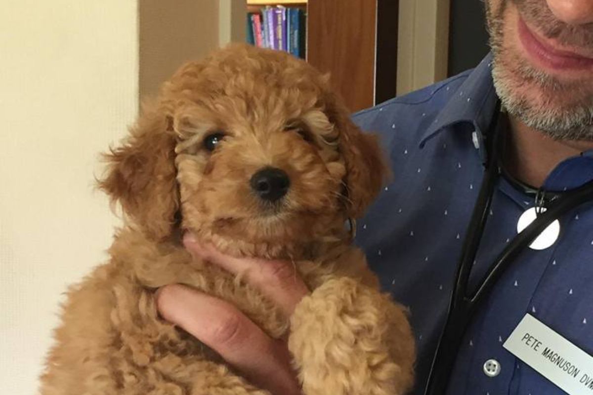 a vet holding a tiny brown dog