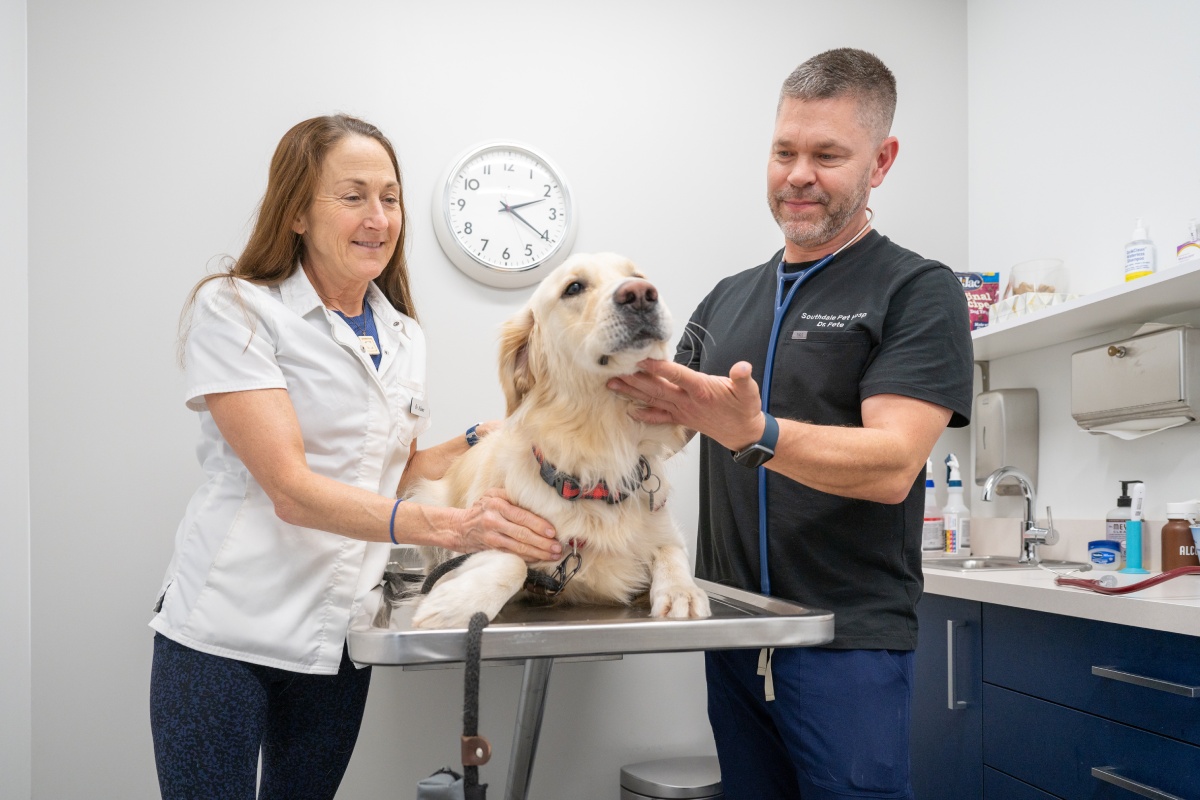 Veterinarians examining a dog at a vet clinic