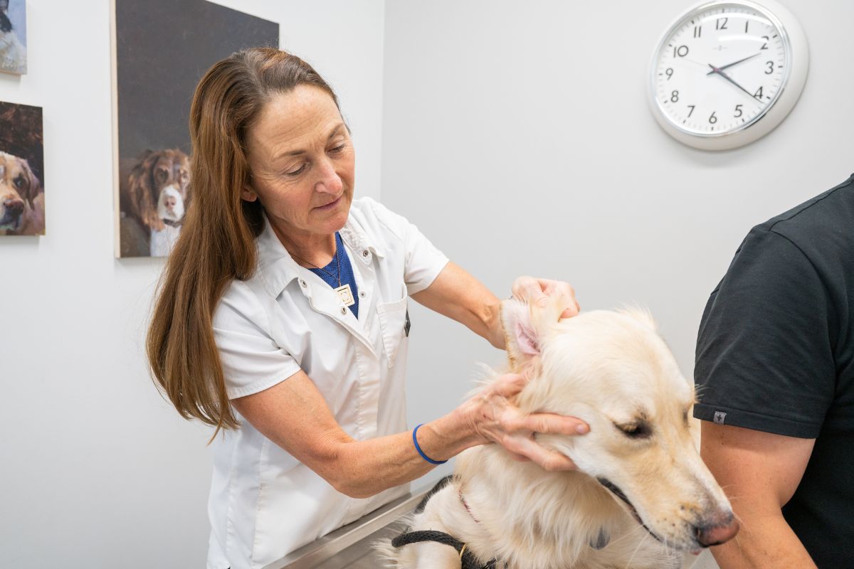 Female veterinarian examines dog's ear