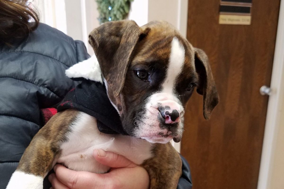 A person holding a brown and white puppy