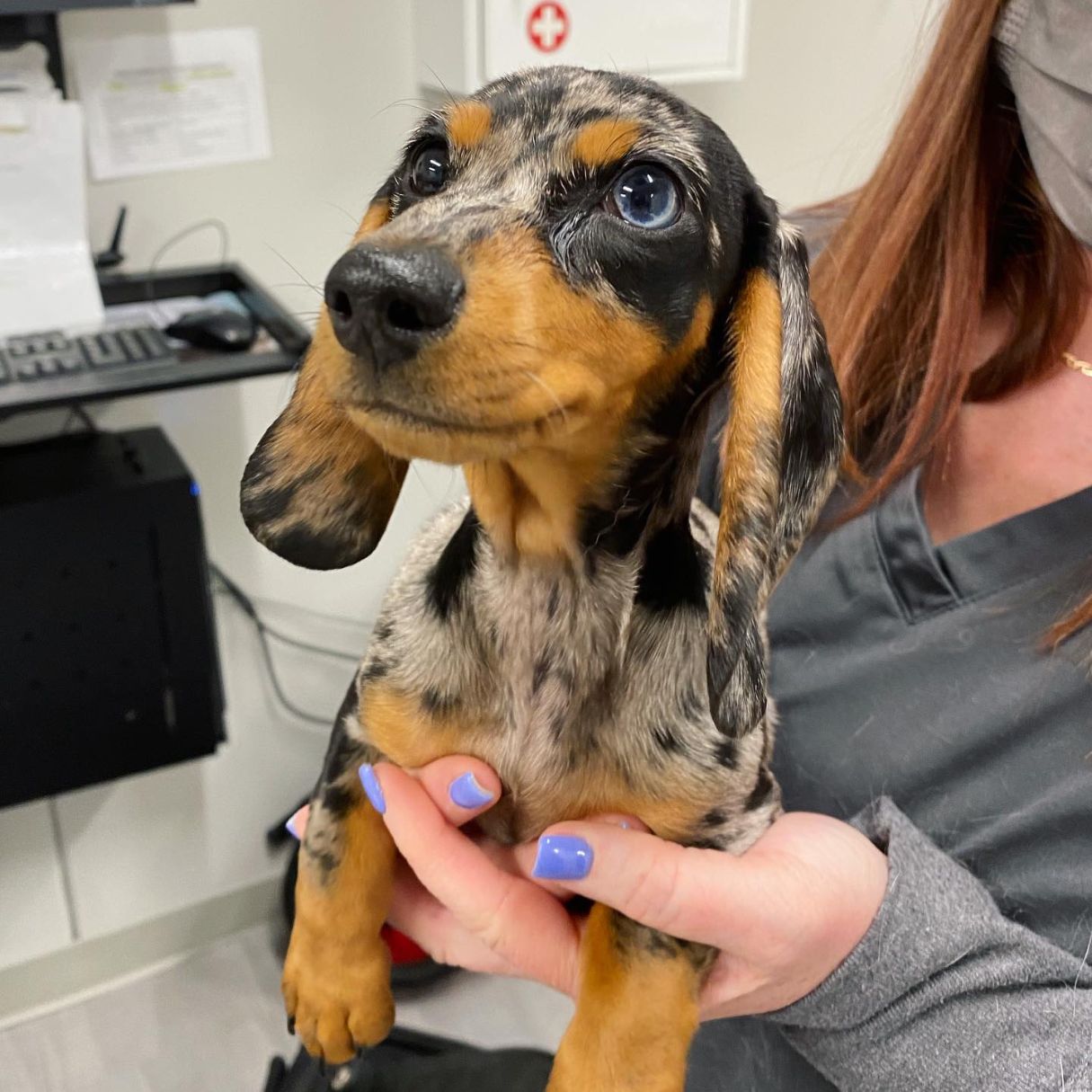 A lady holding a small dog in her hands