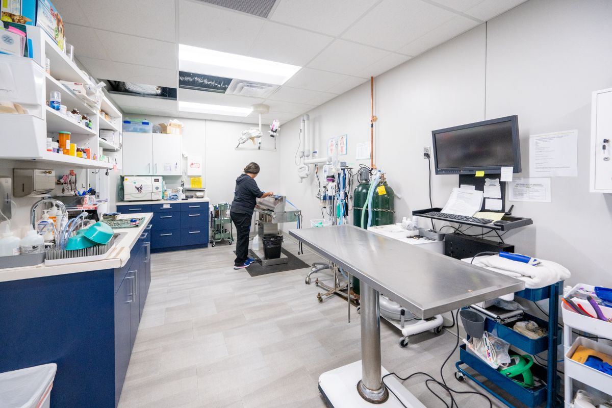 a veterinarian in the surgery room