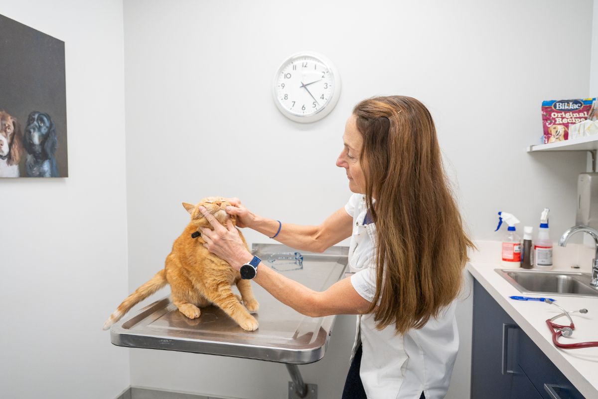 a female vet checking a cat's teeth