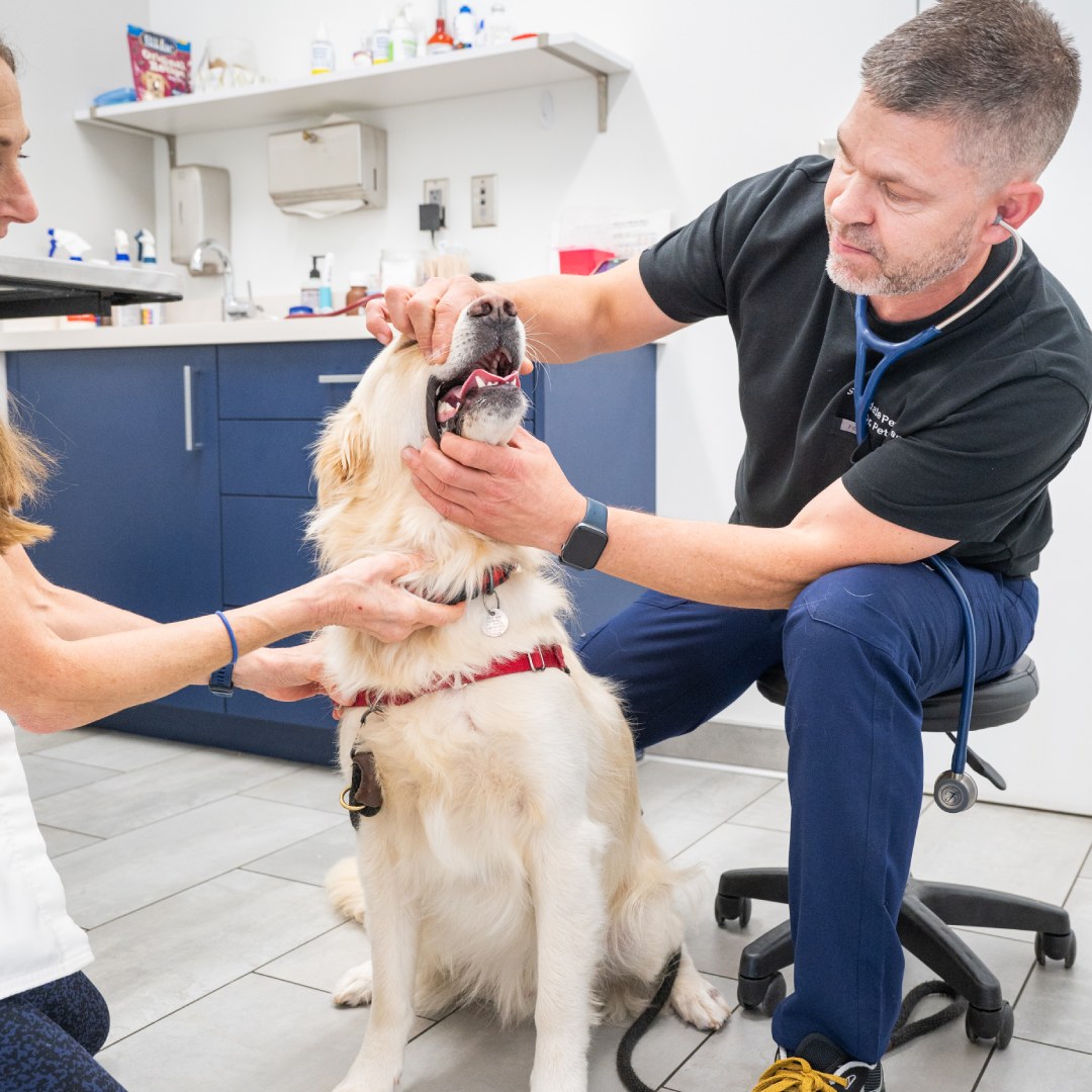 Two veterinarians checking a dog's teeth