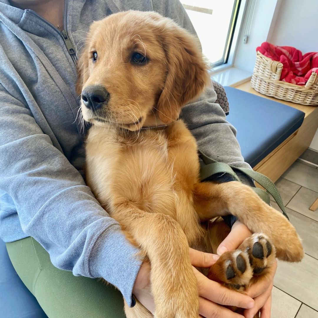 A person holding a golden retriever puppy