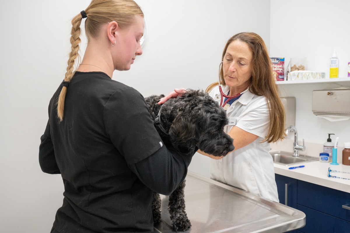 Two vets carefully examine a dog at a veterinary clinic