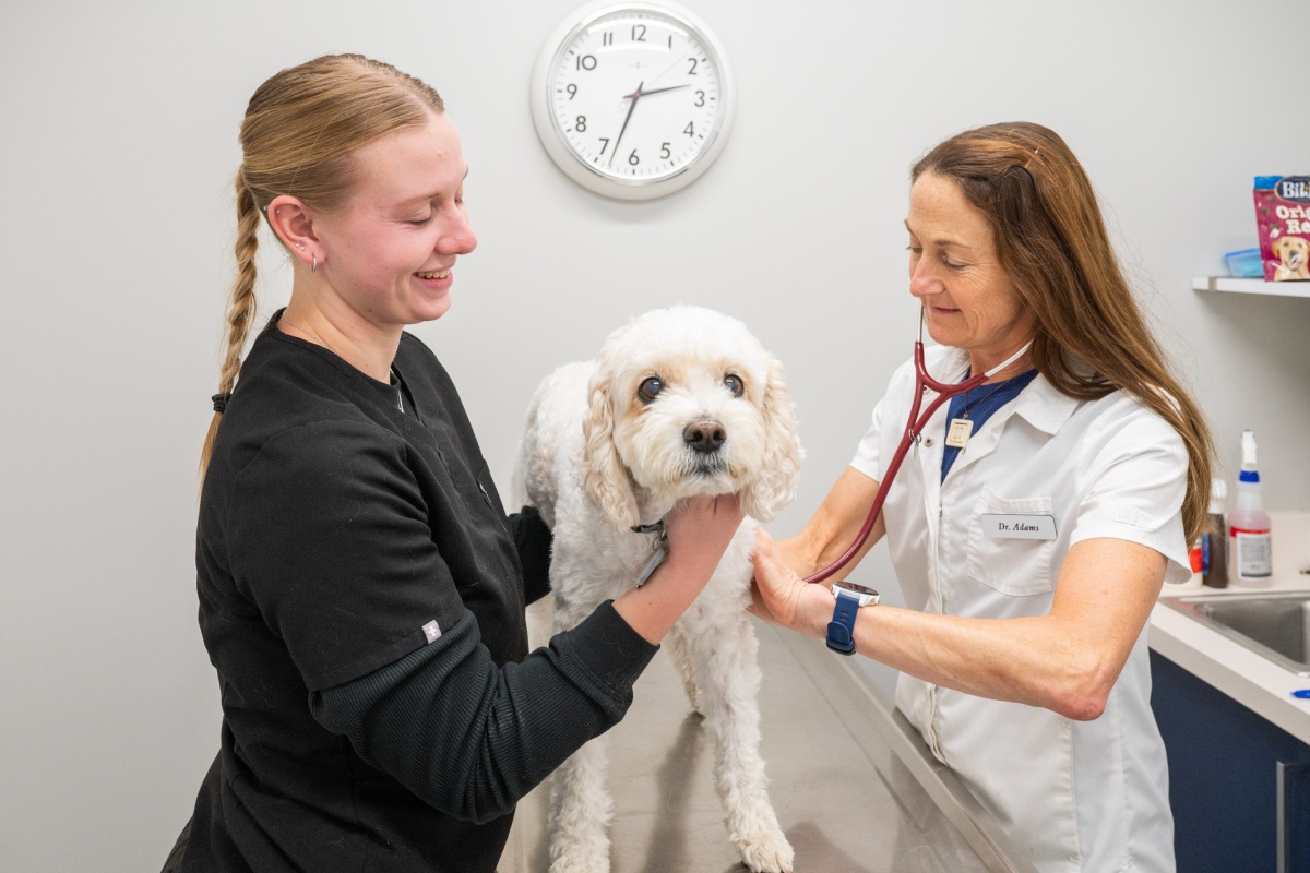 Two vets carefully examining a dog at a vet office