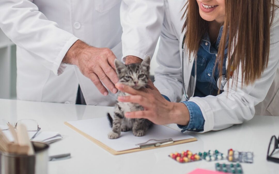 A woman and a man examine a tiny kitten