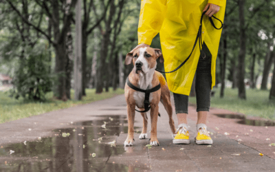 Rainy Days and Pet Health