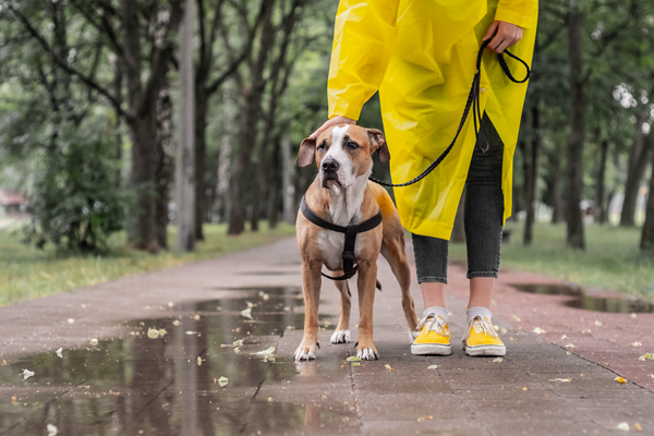 A woman in a raincoat walks her dog on a path