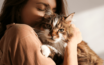 A New Beginning: Helping Your Shelter Cat Acclimate and Reduce Stress